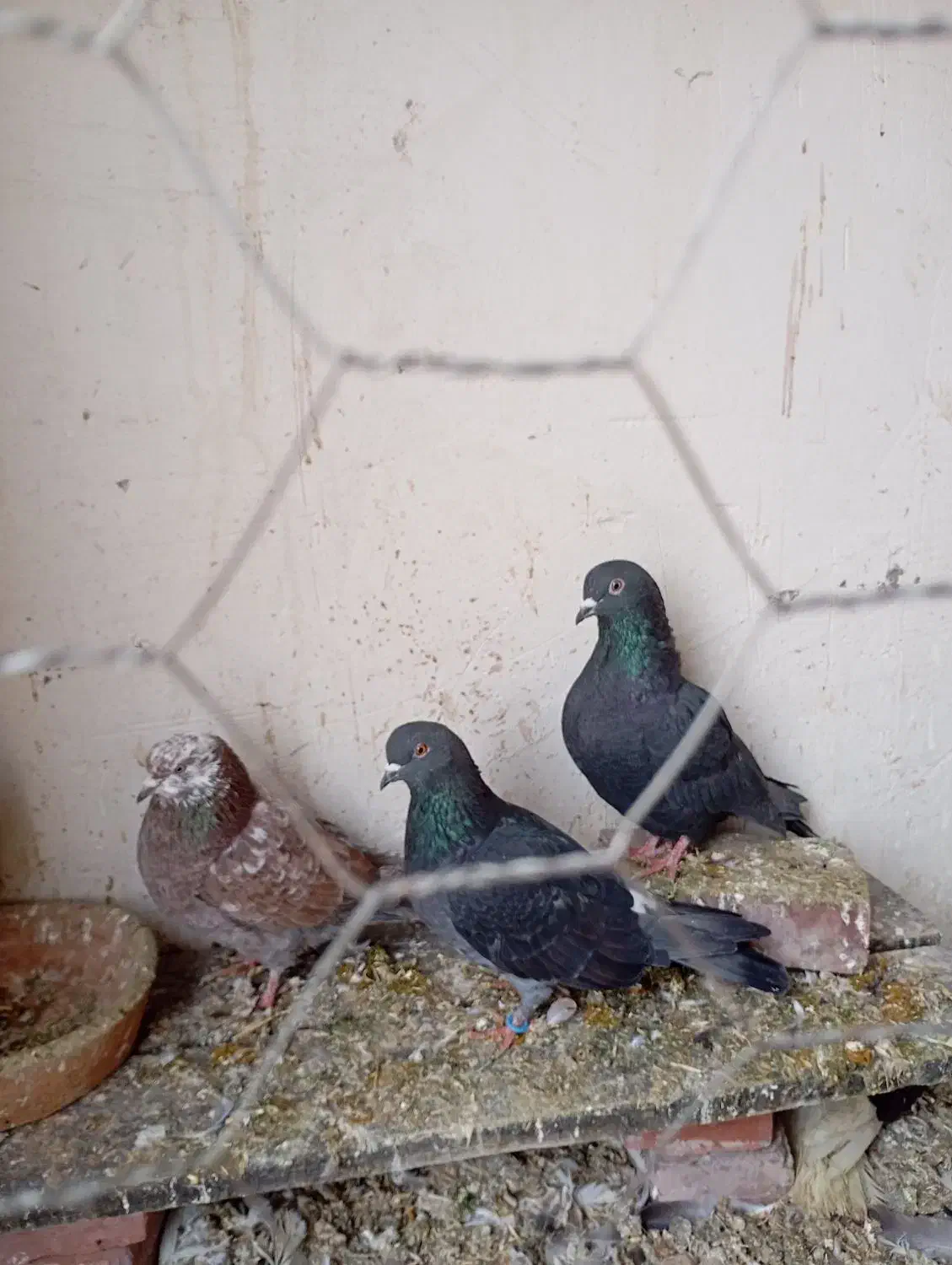 کفتر|پرنده|میاندوآب, |دیوار