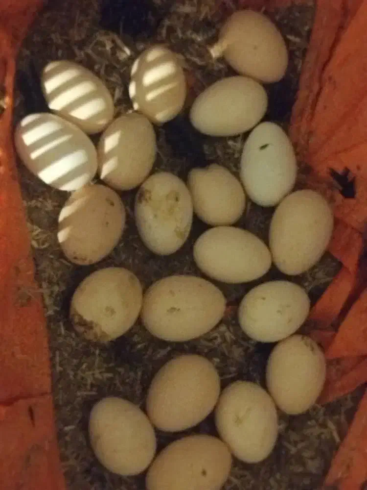 تخم مرغ  نطفه دار از نژاد مرندی اصیل|حیوانات مزرعه|ساری, |دیوار