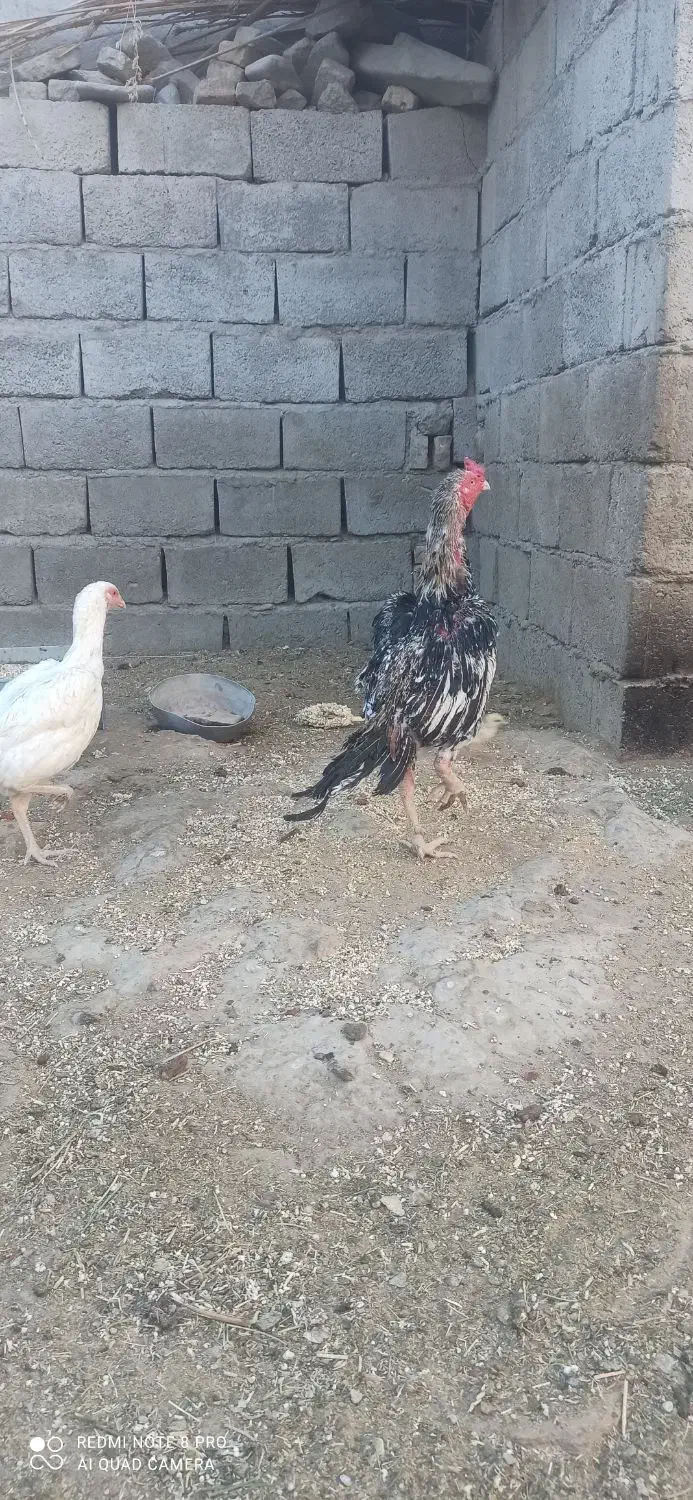 خروس دوساله|حیوانات مزرعه|سراوان, |دیوار