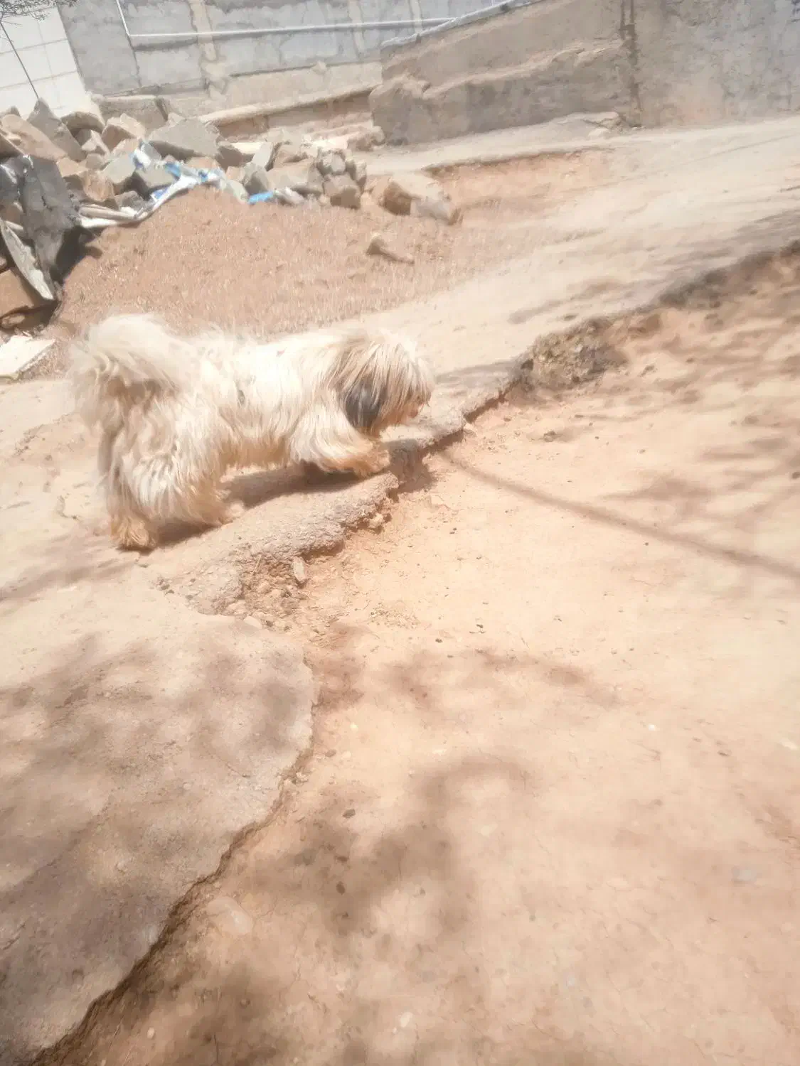 سگ شیتزو|سگ|مسجد سلیمان, |دیوار