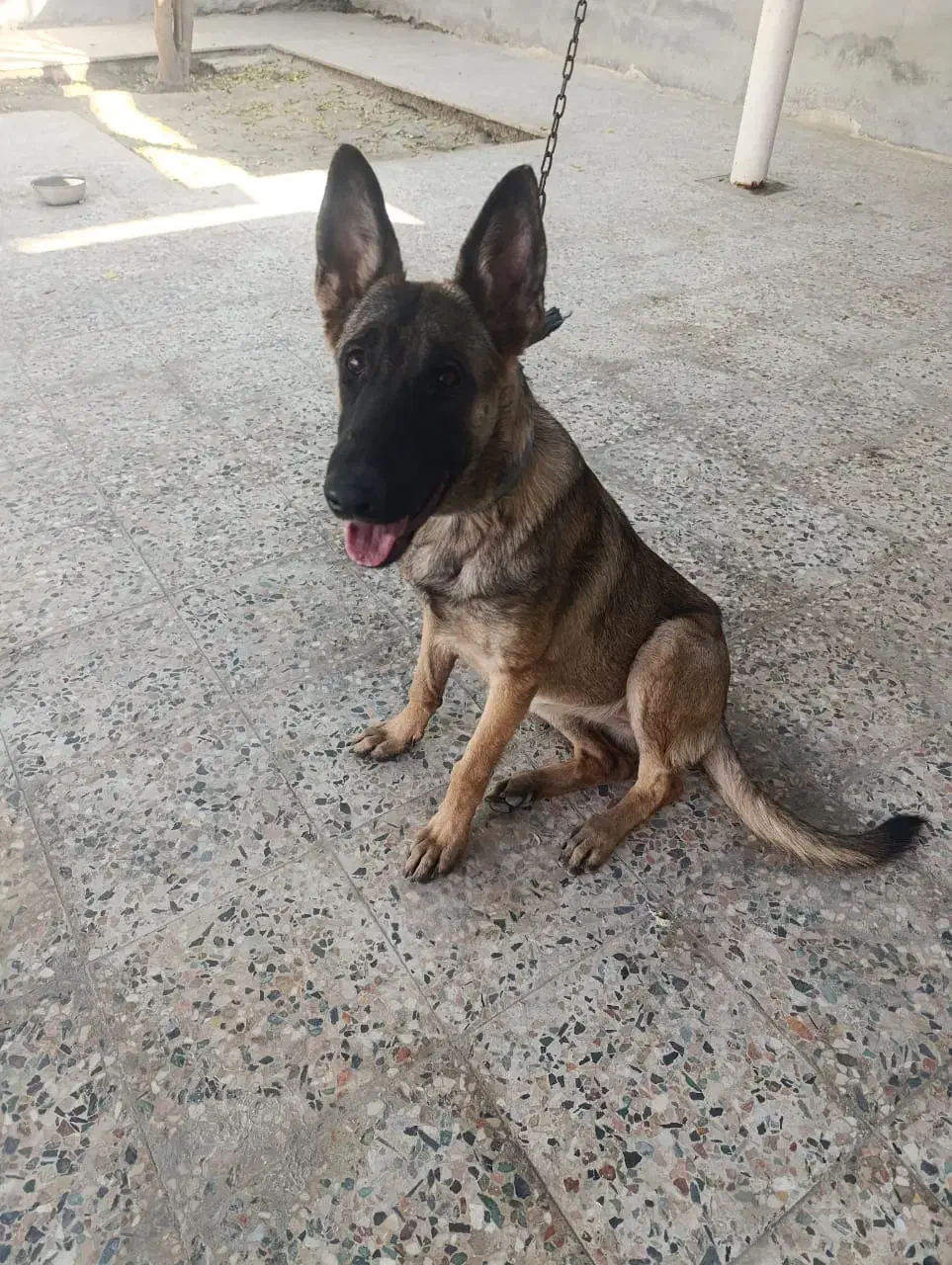 سگ مالنیوز|سگ|بندرعباس, |دیوار