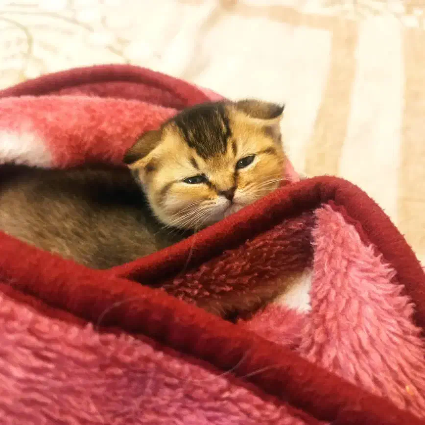 چین چیلا گلد دبل فولد|گربه|تهران, صادقیه|دیوار