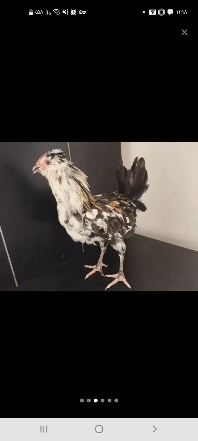 مرغ گلین|حیوانات مزرعه|مشهد, امیریه|دیوار