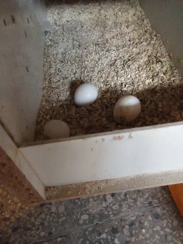 تخم|حیوانات مزرعه|مشهد, عامل|دیوار