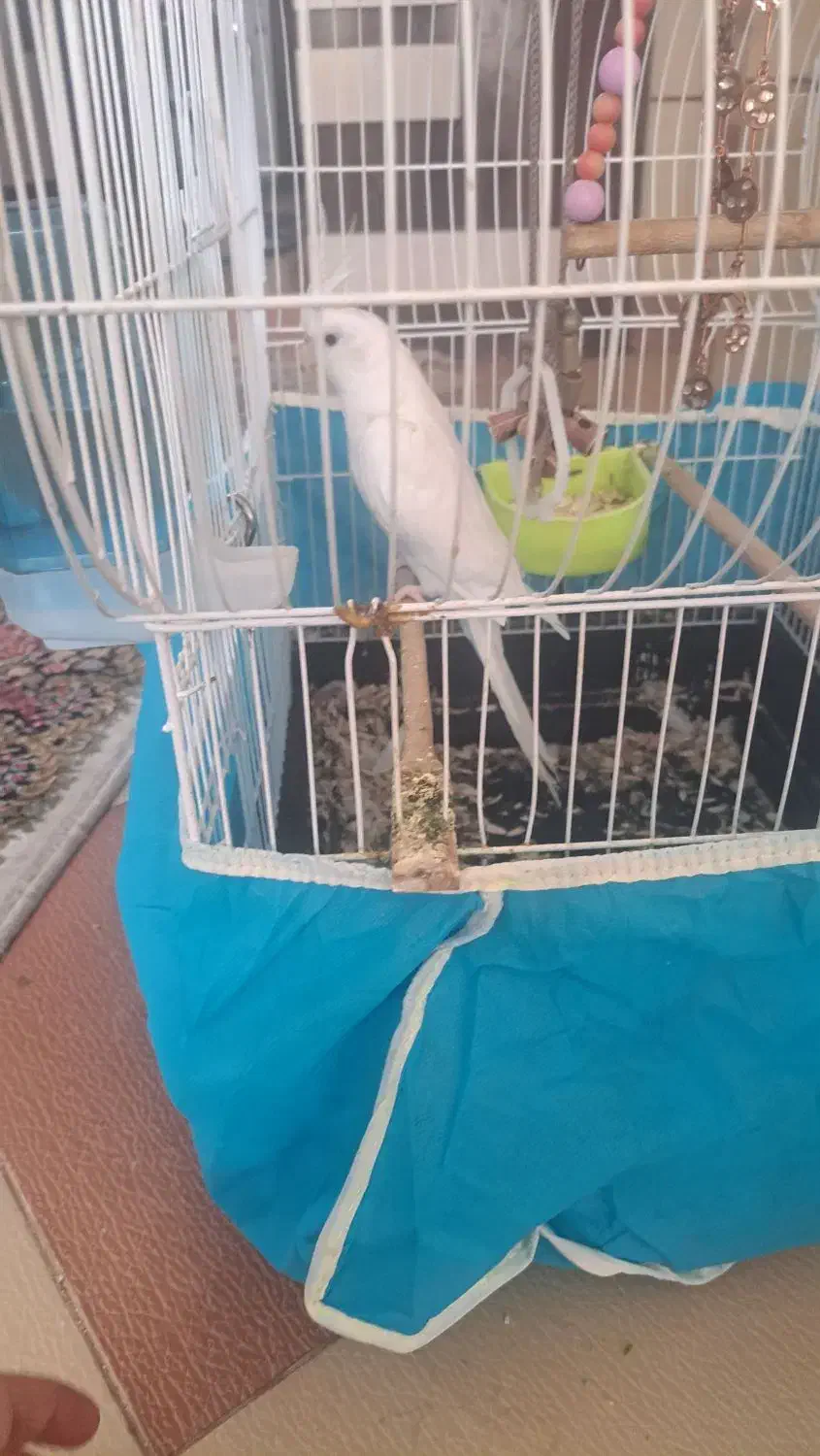 قناری عروس هلندی سخنگو|پرنده|کرمان, |دیوار