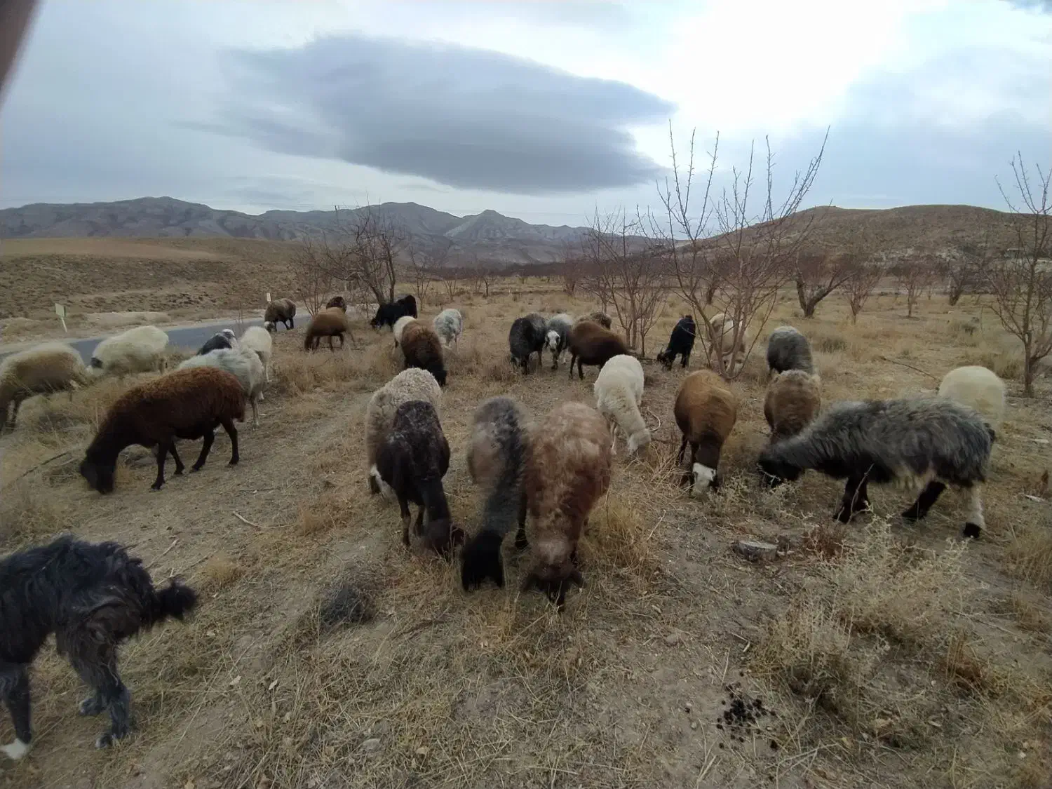میش داشتی جوان|حیوانات مزرعه|وردشت, |دیوار