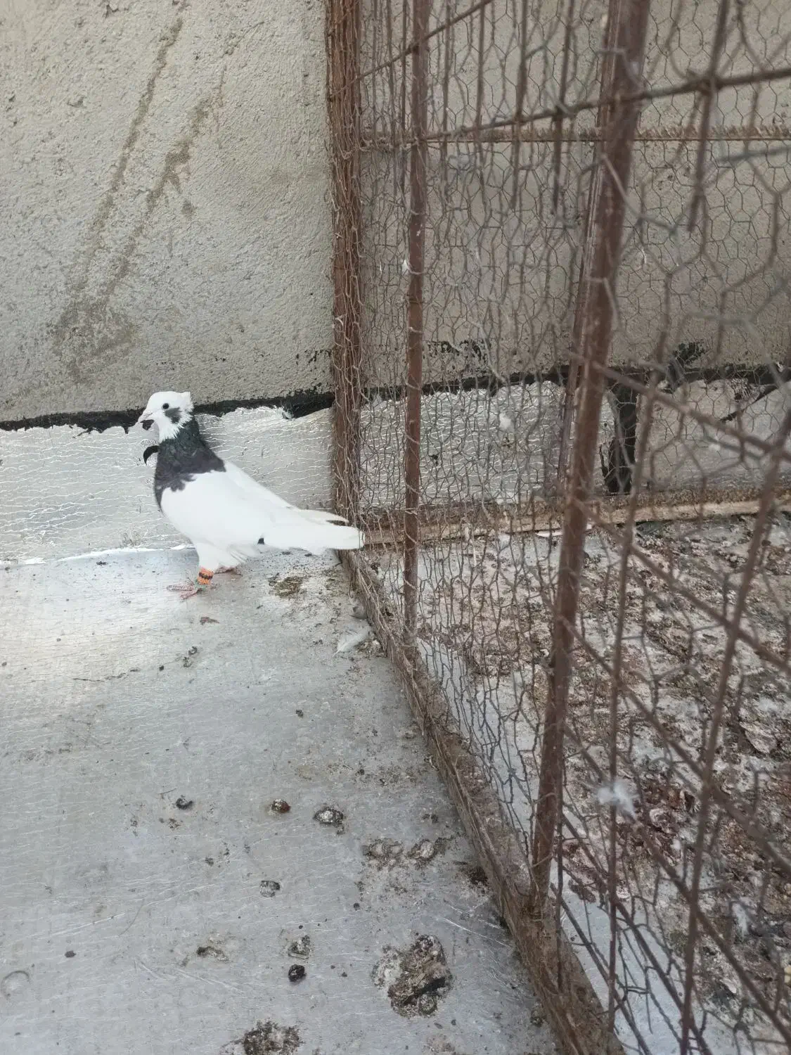 طوقی سیاه ماده|پرنده|شال, |دیوار