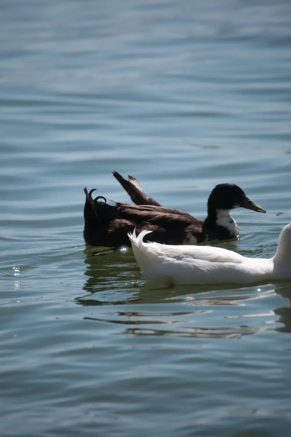 دوربین حرفه ای عکاسی و فیلمبرداری|دوربین عکاسی و فیلمبرداری|ارومیه, |دیوار