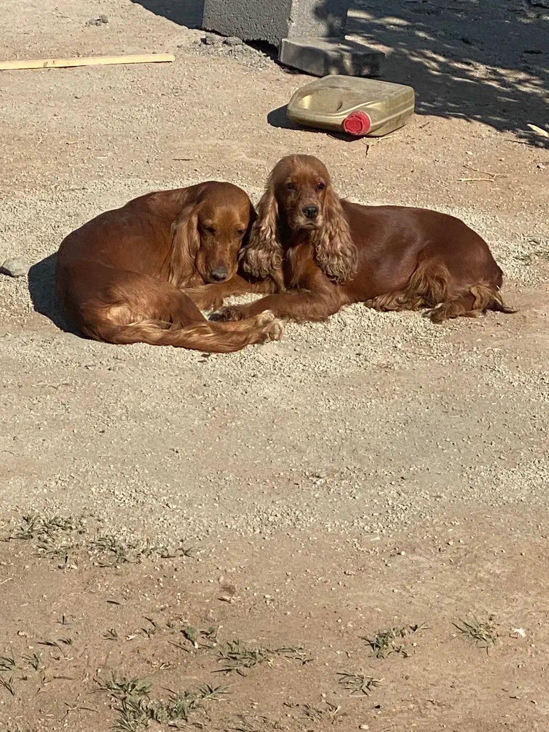 سگ گم شده|حیوانات|رباط‌کریم, کاظم‌آباد|دیوار