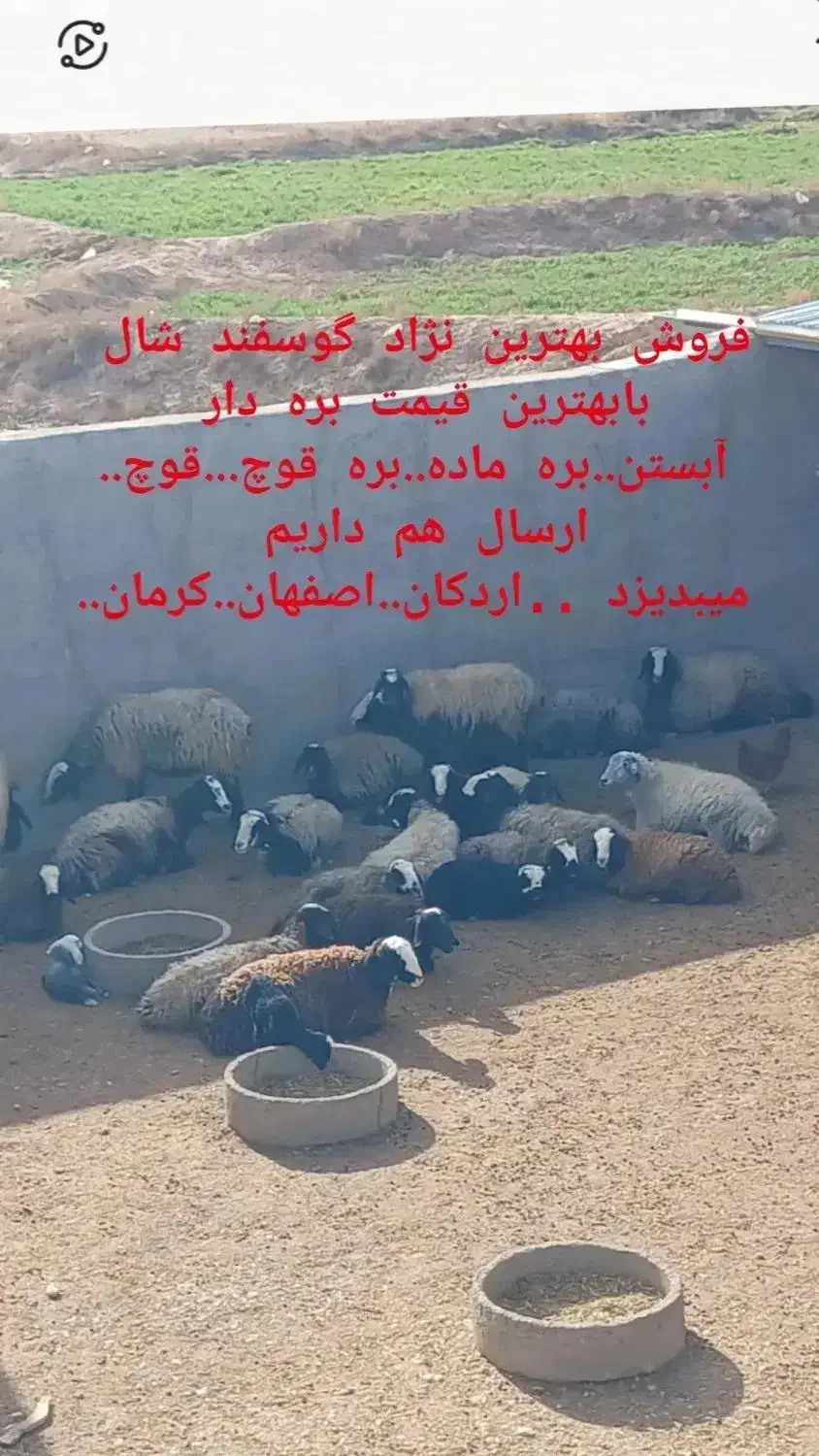 دامداری بزرگ ابوالفضل در شال بامجوز|حیوانات مزرعه|شیراز, احمدآباد|دیوار