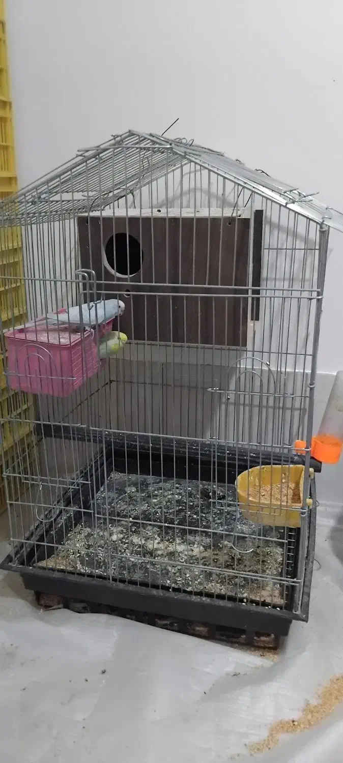 مررغ عشق سالم در حال جفت گیری|پرنده|جیرفت, |دیوار