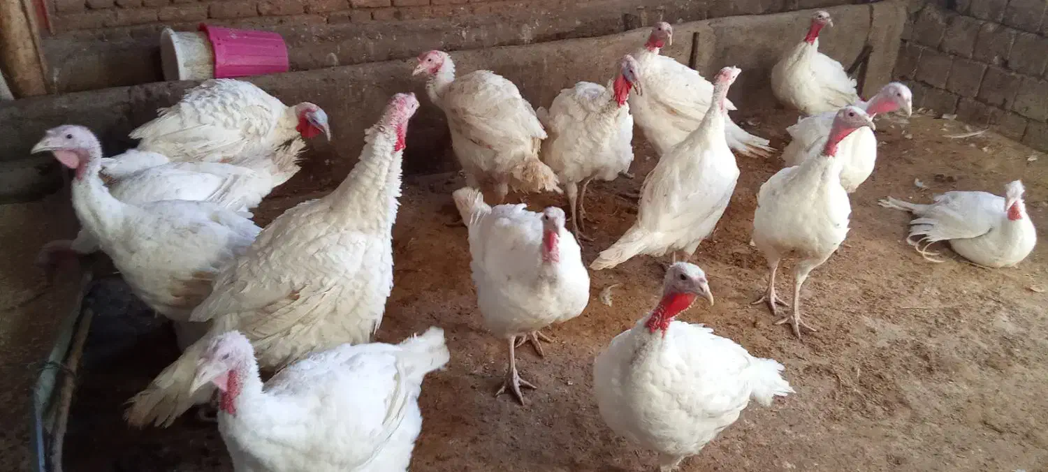 بوقلمون گوشتی|حیوانات مزرعه|میاندوآب, |دیوار