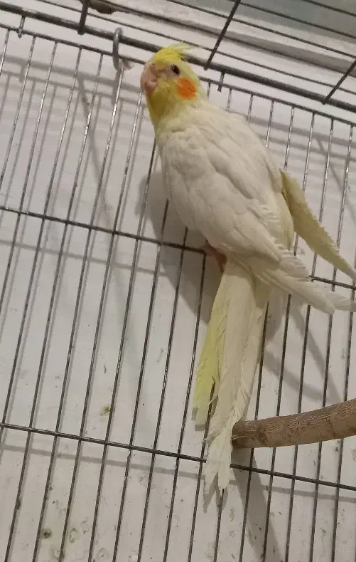 عروس هلندی|پرنده|سبزوار, هویزه|دیوار