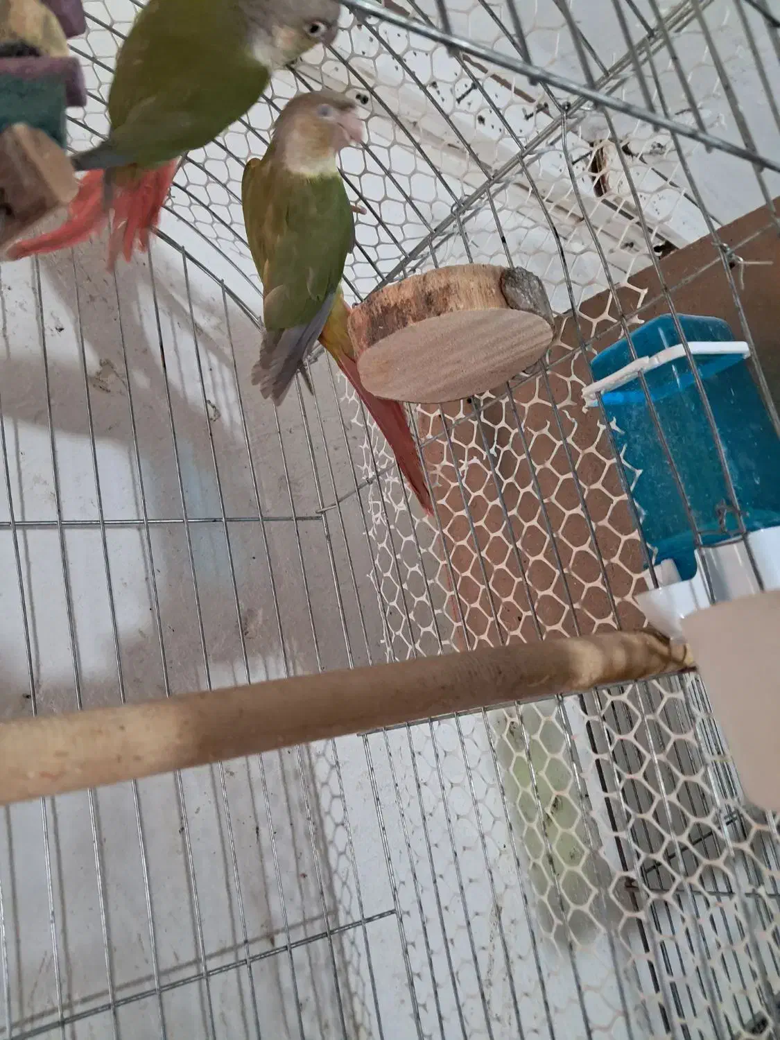 معاوضه گرینچیگ سالم|پرنده|اقبالیه, |دیوار