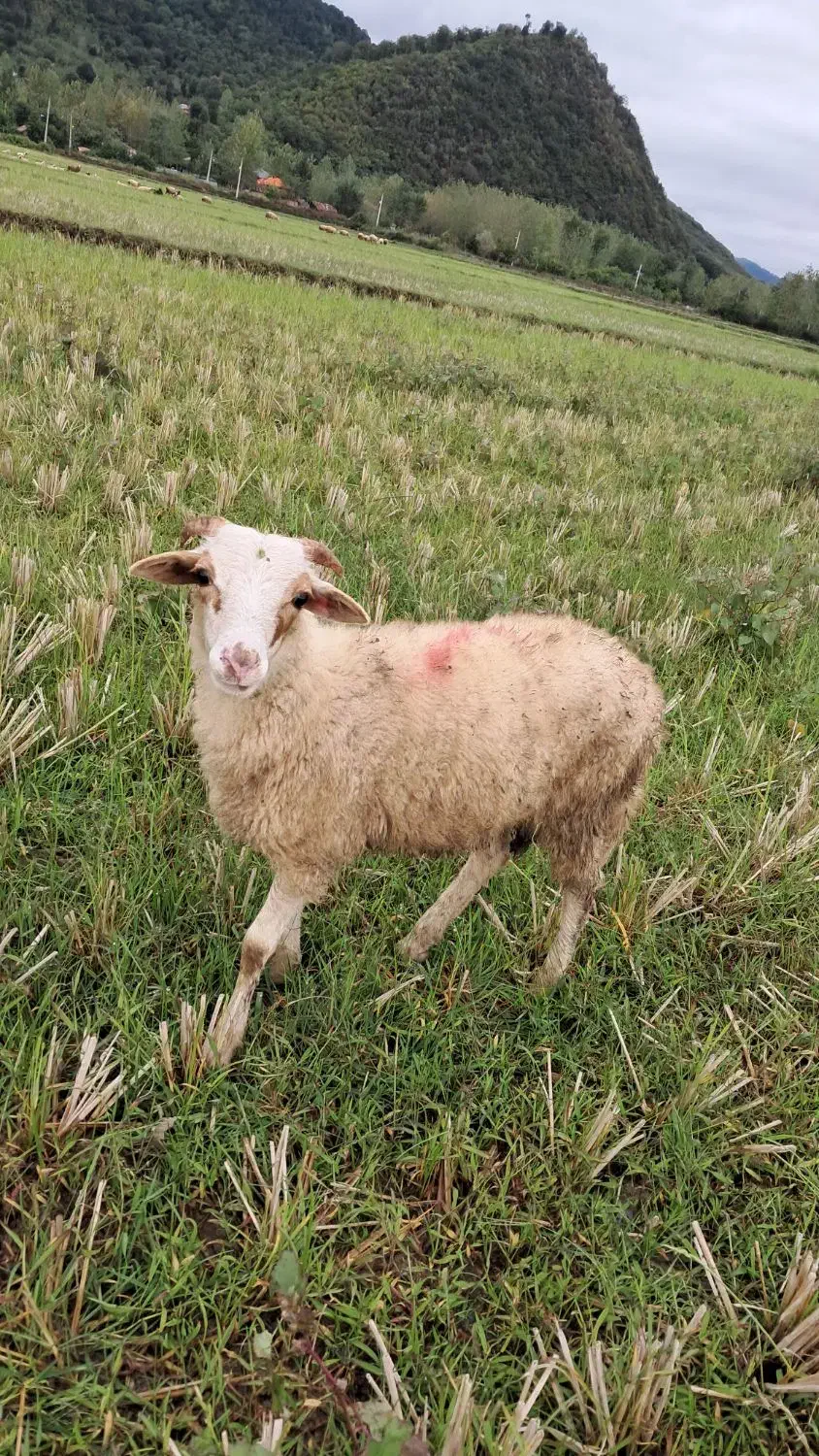 گوسفند نر جوان حدود ۳۵ کیلویی|حیوانات مزرعه|رشت, بازار|دیوار