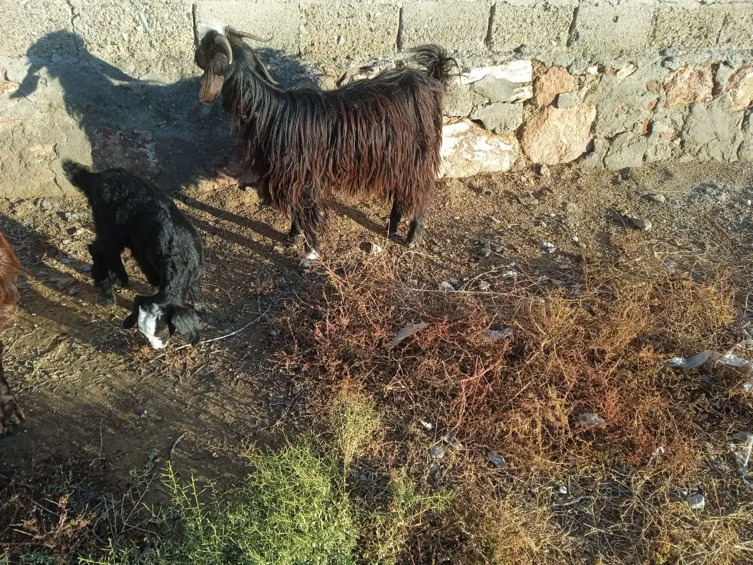 بز جوان با بچه|حیوانات مزرعه|میاندوآب, |دیوار