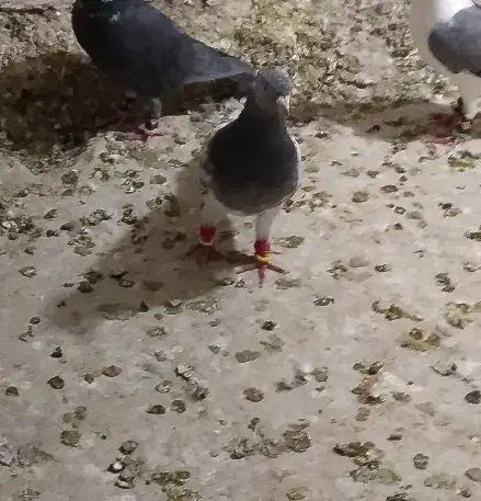 نر کله سبز چینگ سفید وماده سار شکلاتی|پرنده|زاوه, |دیوار