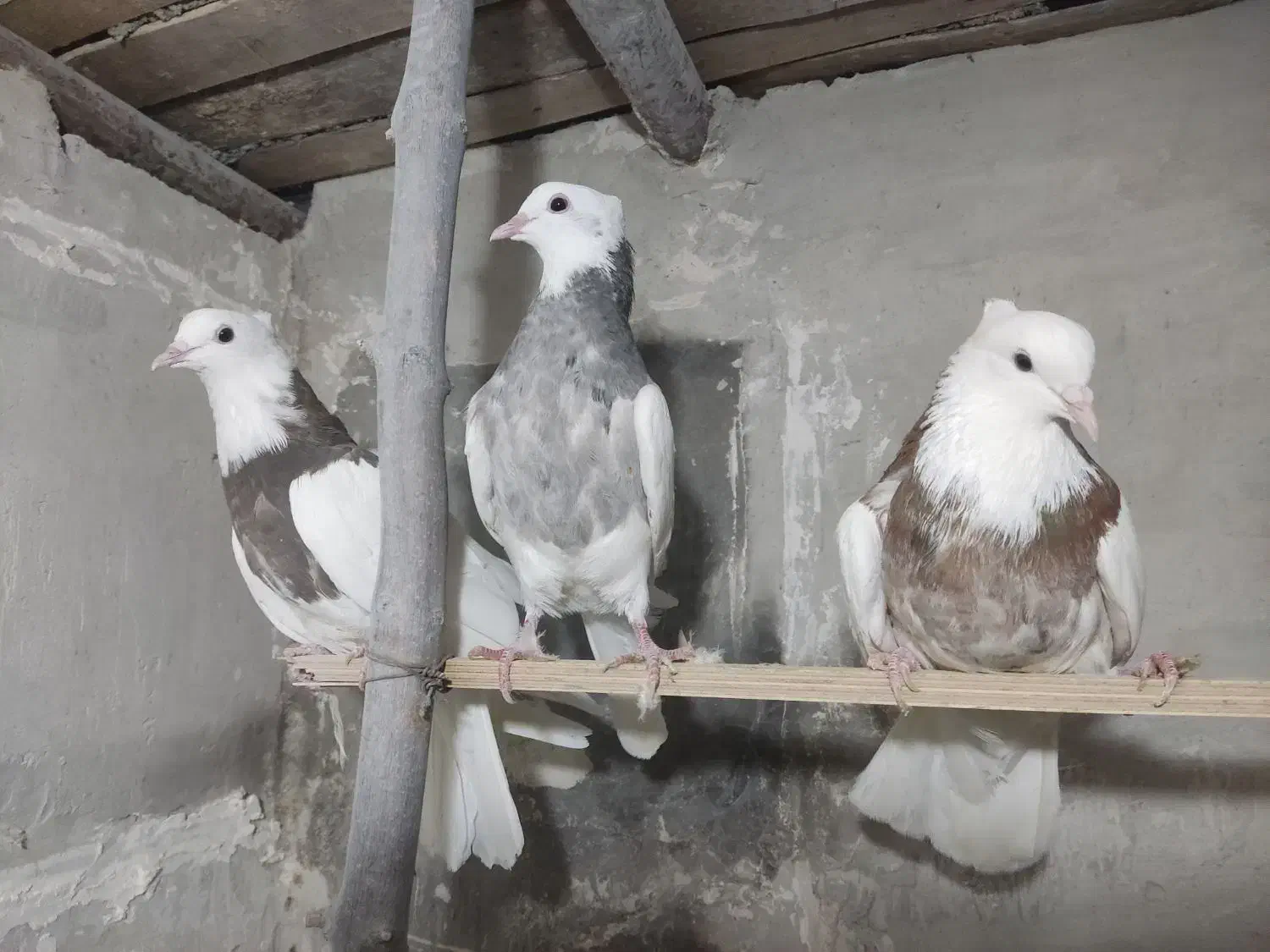 کبوتر|پرنده|دیواندره, |دیوار