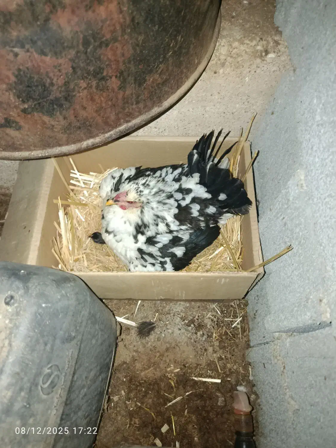 یک روزه گلین|حیوانات مزرعه|زرقان, |دیوار