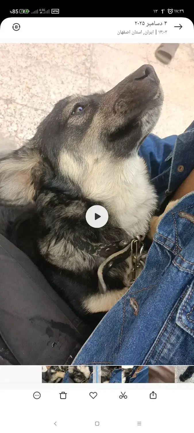 سگ اشپیتز|سگ|فلاورجان, |دیوار