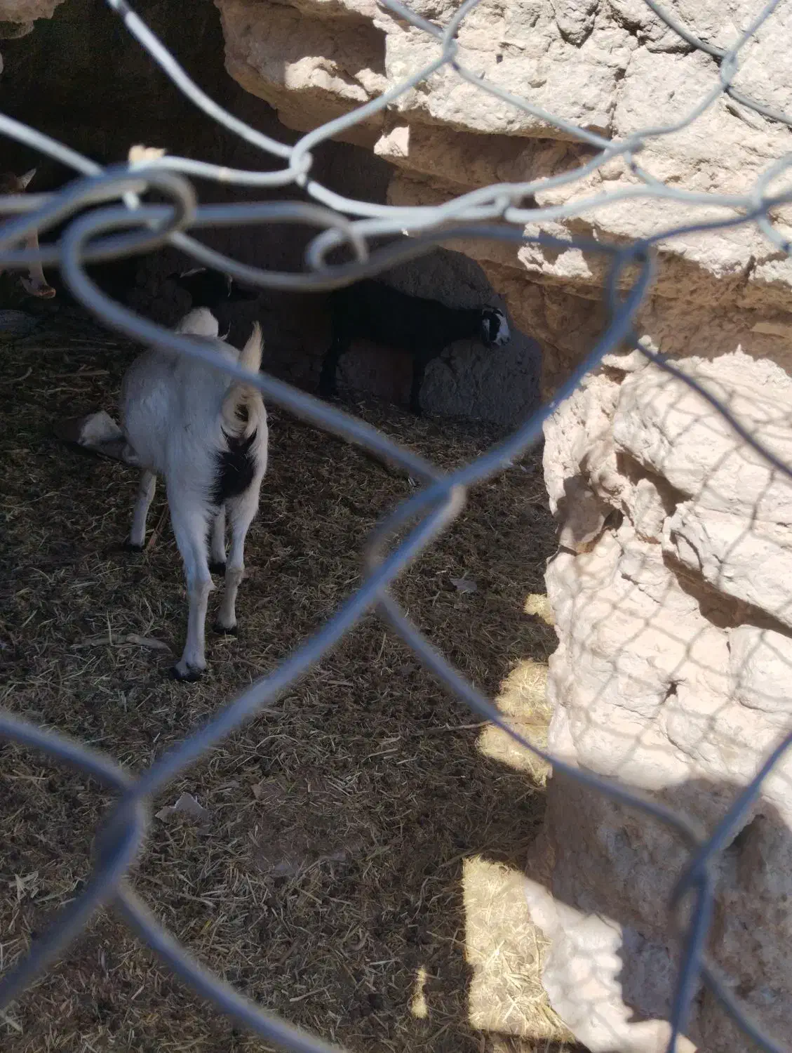 بز دورگ|حیوانات مزرعه|خاش, |دیوار