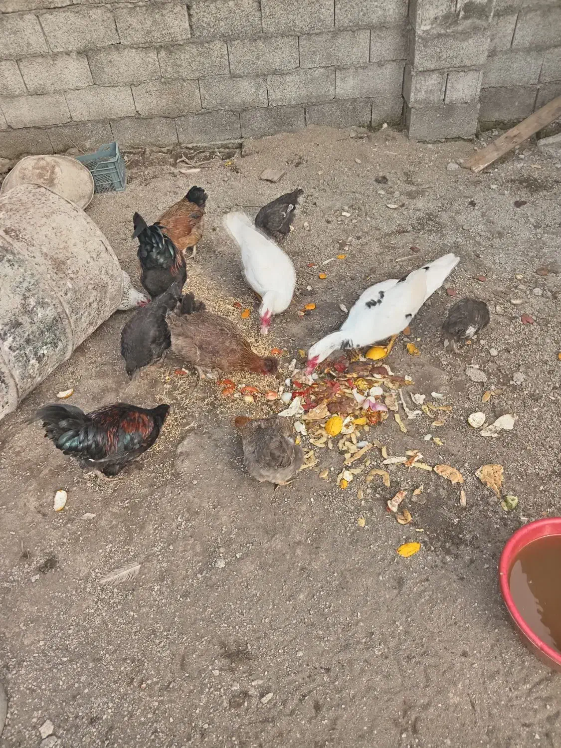 اردک اسرائیلی. مرغ و خروس|حیوانات مزرعه|بندر انزلی, بشمن|دیوار