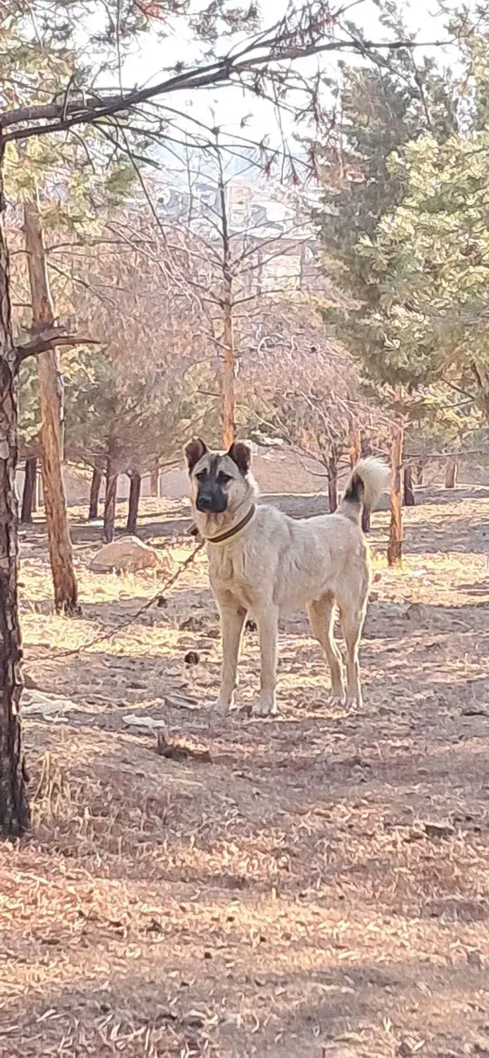 سگ گمشده|سگ|صحنه, |دیوار