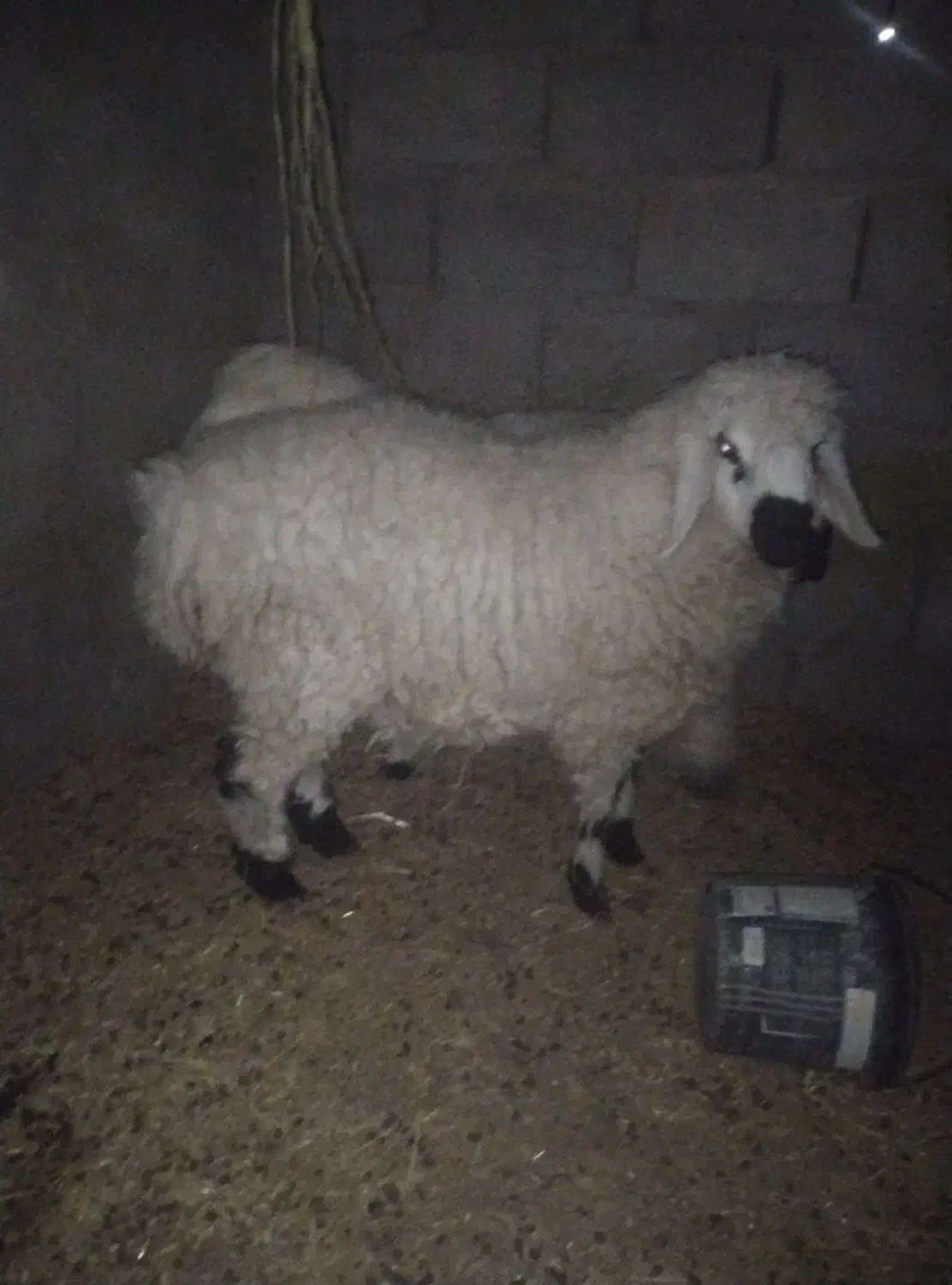 گوسفند|حیوانات مزرعه|هامون, |دیوار