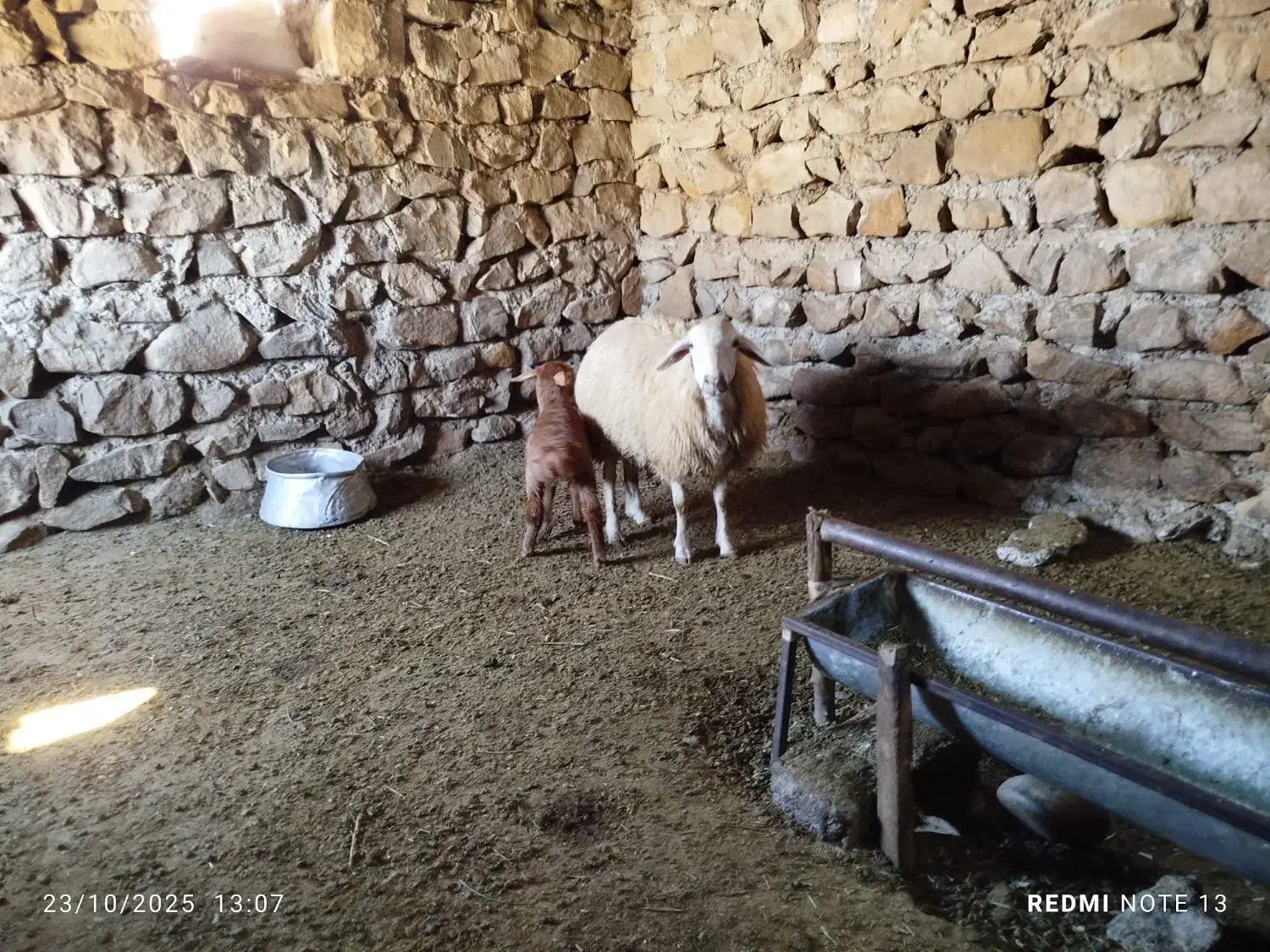 گوسفند با بره|حیوانات مزرعه|گرمادوز, |دیوار