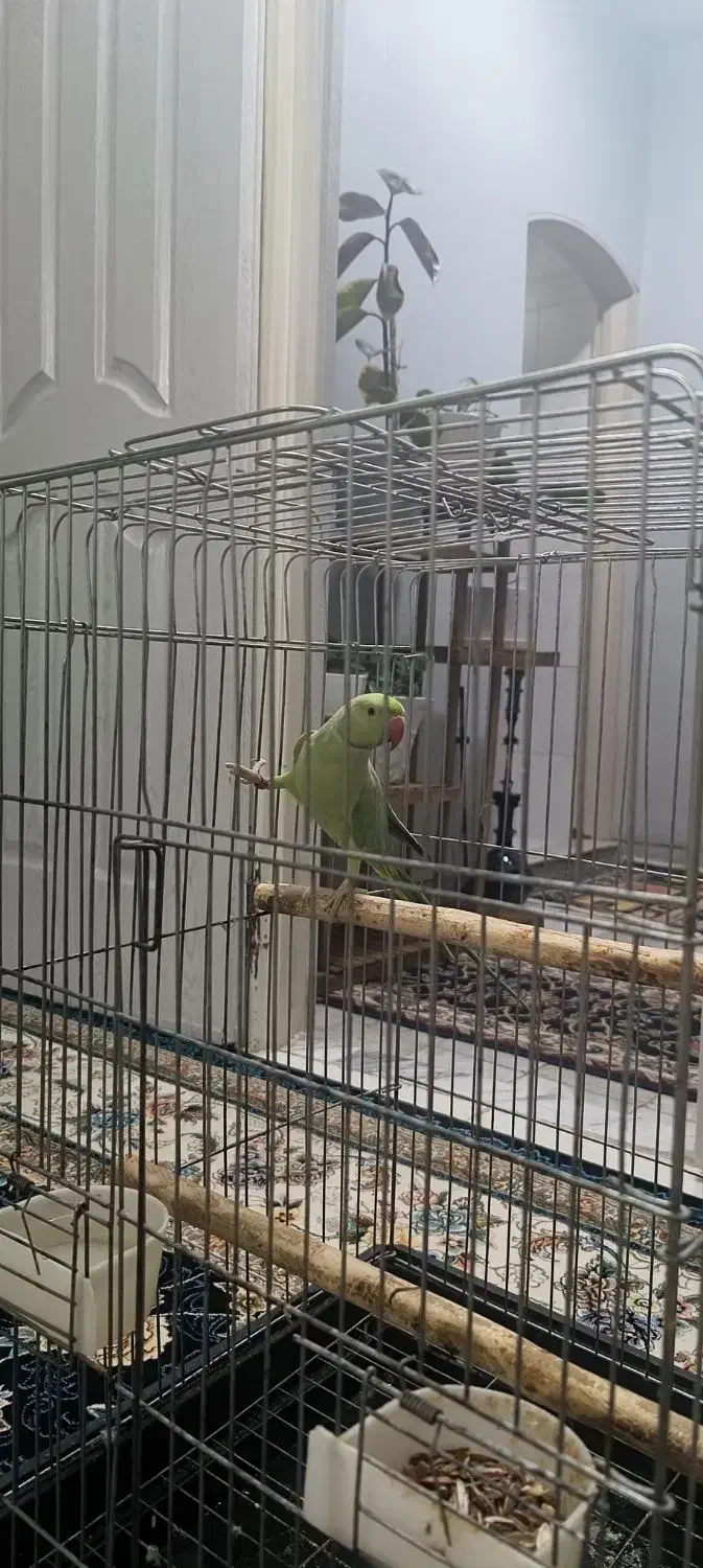 طوطی ملنگو سخنگو|پرنده|مشهد, رضاییه|دیوار