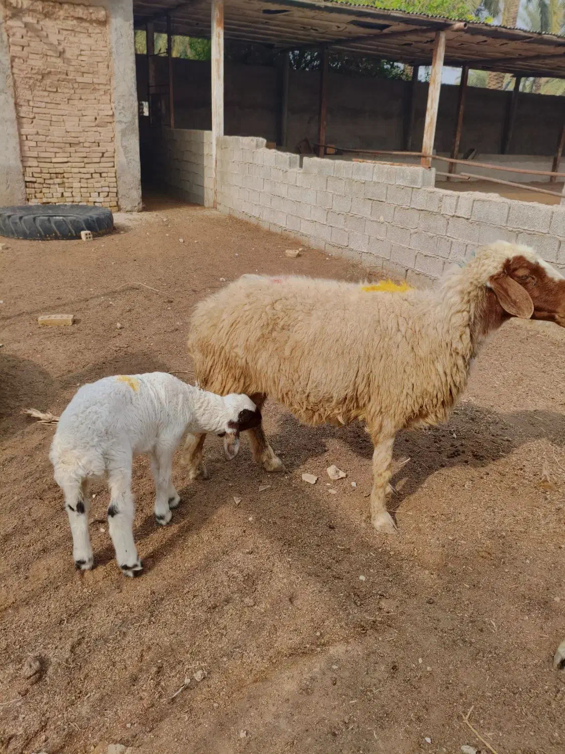 گوسفند با بره نر درجه یک|حیوانات مزرعه|اهواز, منازل کارون|دیوار
