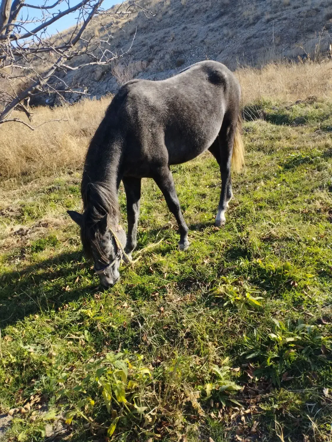 اسب2ساله|اسب و تجهیزات اسب‌سواری|اهر, |دیوار