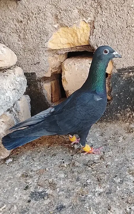 کفتر آلمانی|پرنده|تربتحیدریه, ده پائین|دیوار