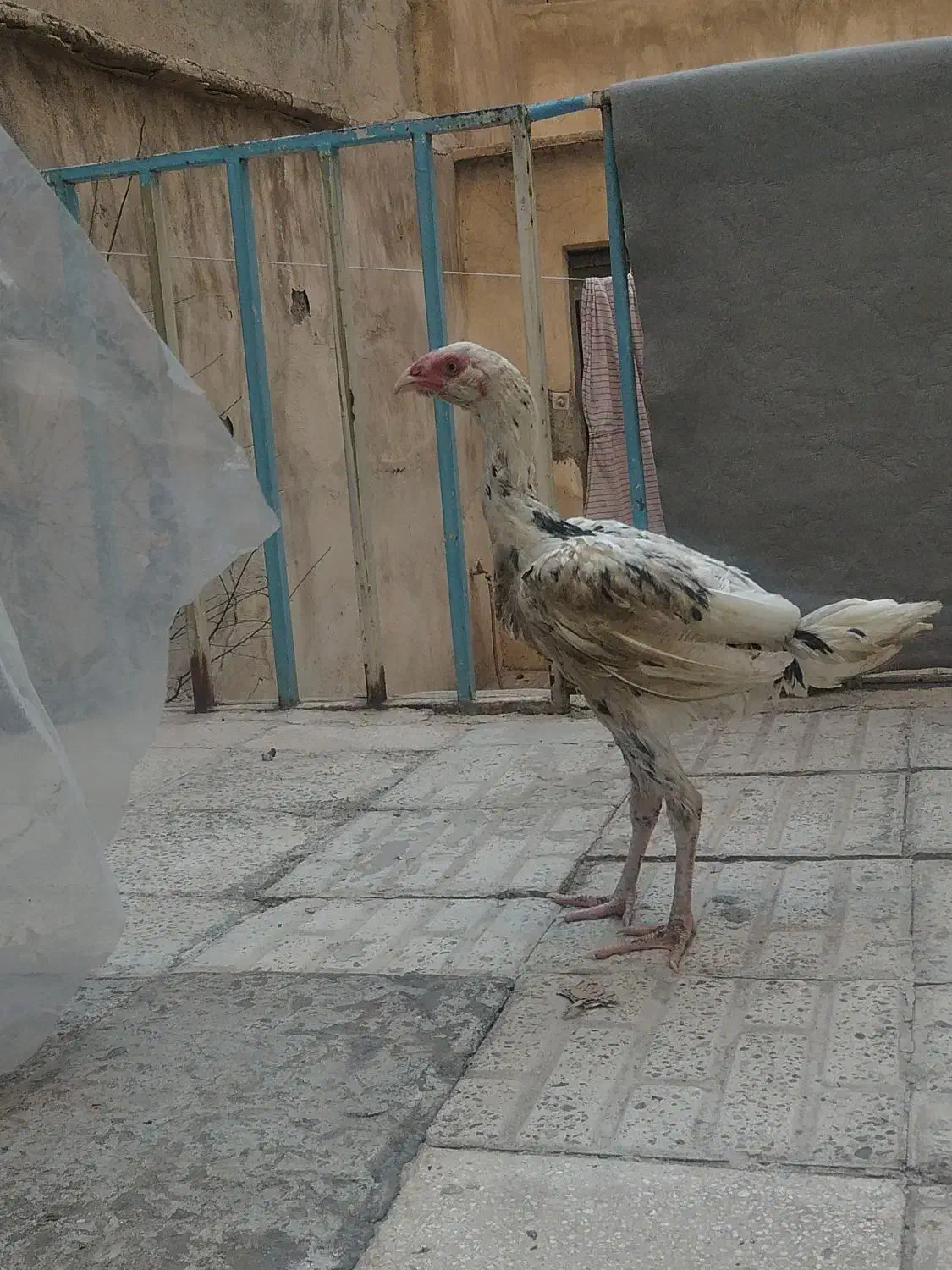 جوجه لاری|حیوانات مزرعه|فردیس, شهرک شهید حسینی|دیوار