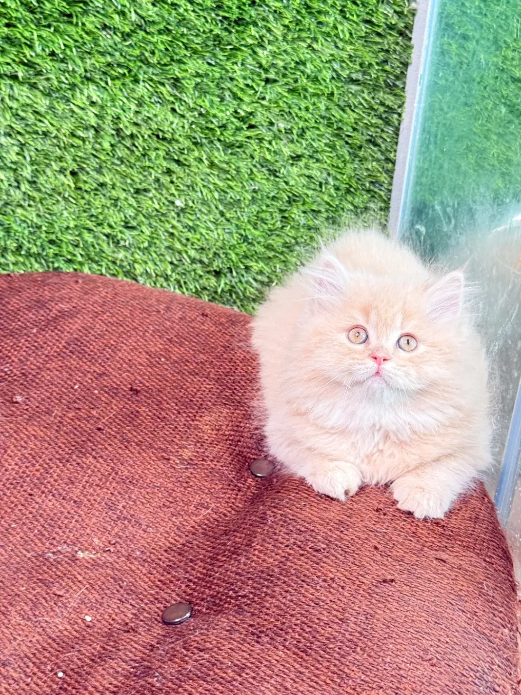 بچه گربه بریتیش موبلند|گربه|لاهیجان, قیام|دیوار