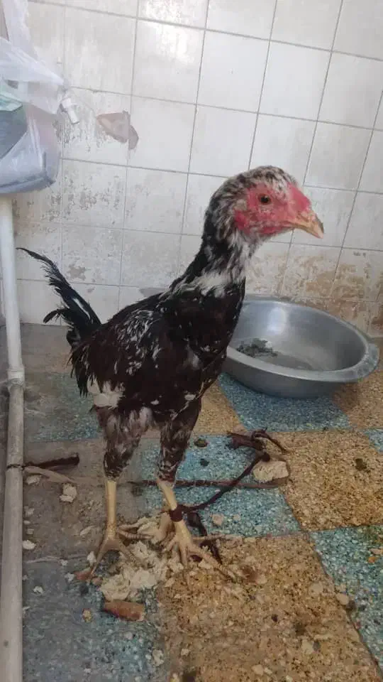 جوجه خروس لاری دو رگ|حیوانات مزرعه|چابهار, |دیوار