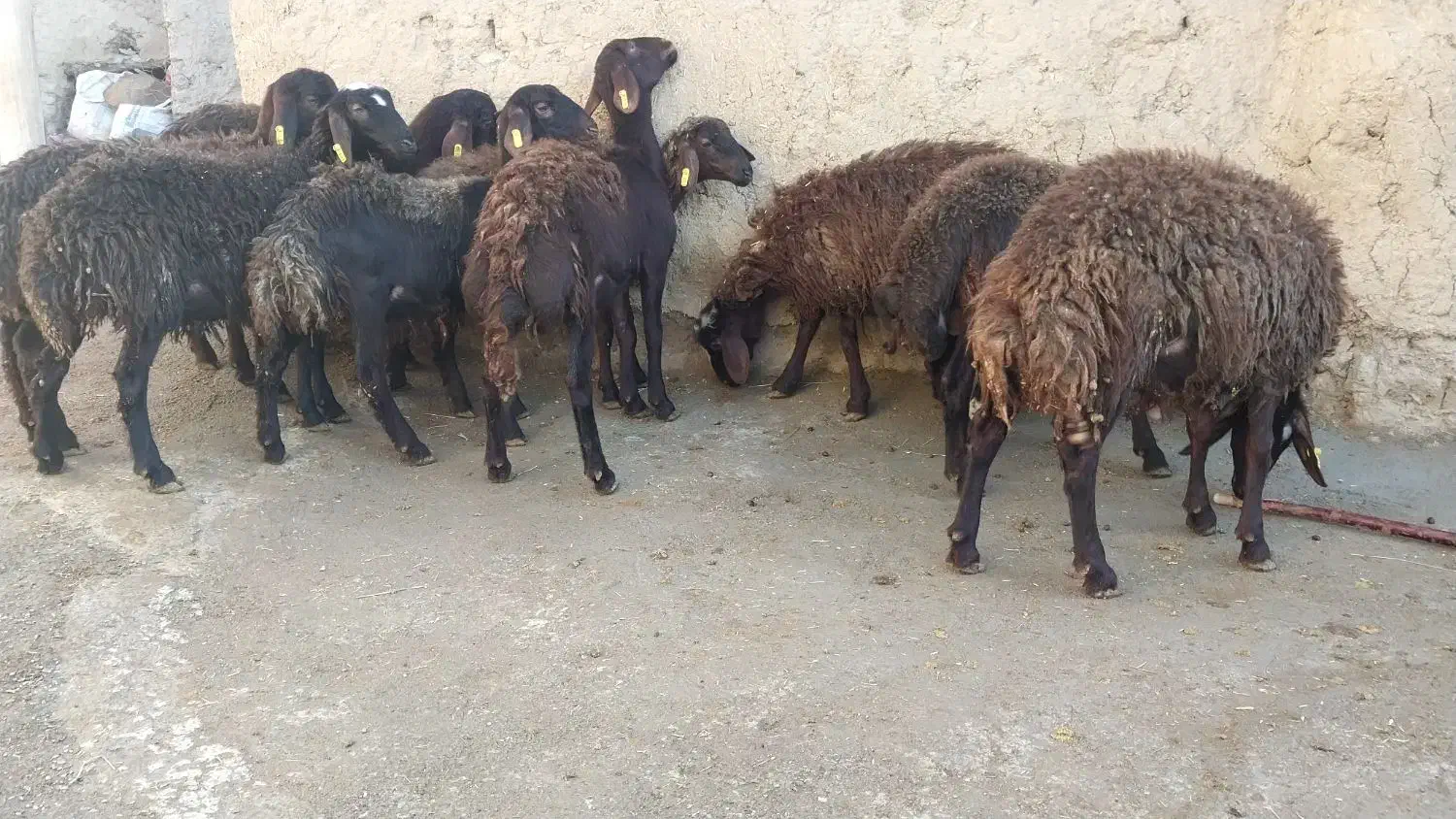 بره هترو|حیوانات مزرعه|صائین قلعه, |دیوار