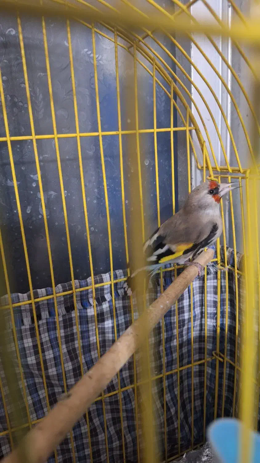 ۱سهره کرمانی یک مینای افغان کام سیاه|پرنده|بیرجند, |دیوار