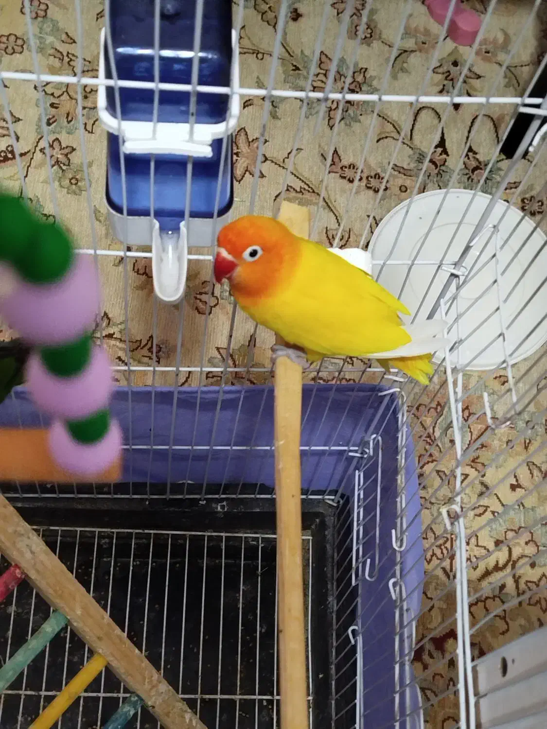 با سلام یک جفت طوطی برزیلی|پرنده|زرند, |دیوار