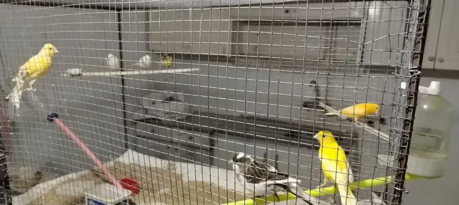 قناری|پرنده|اسفراین, |دیوار