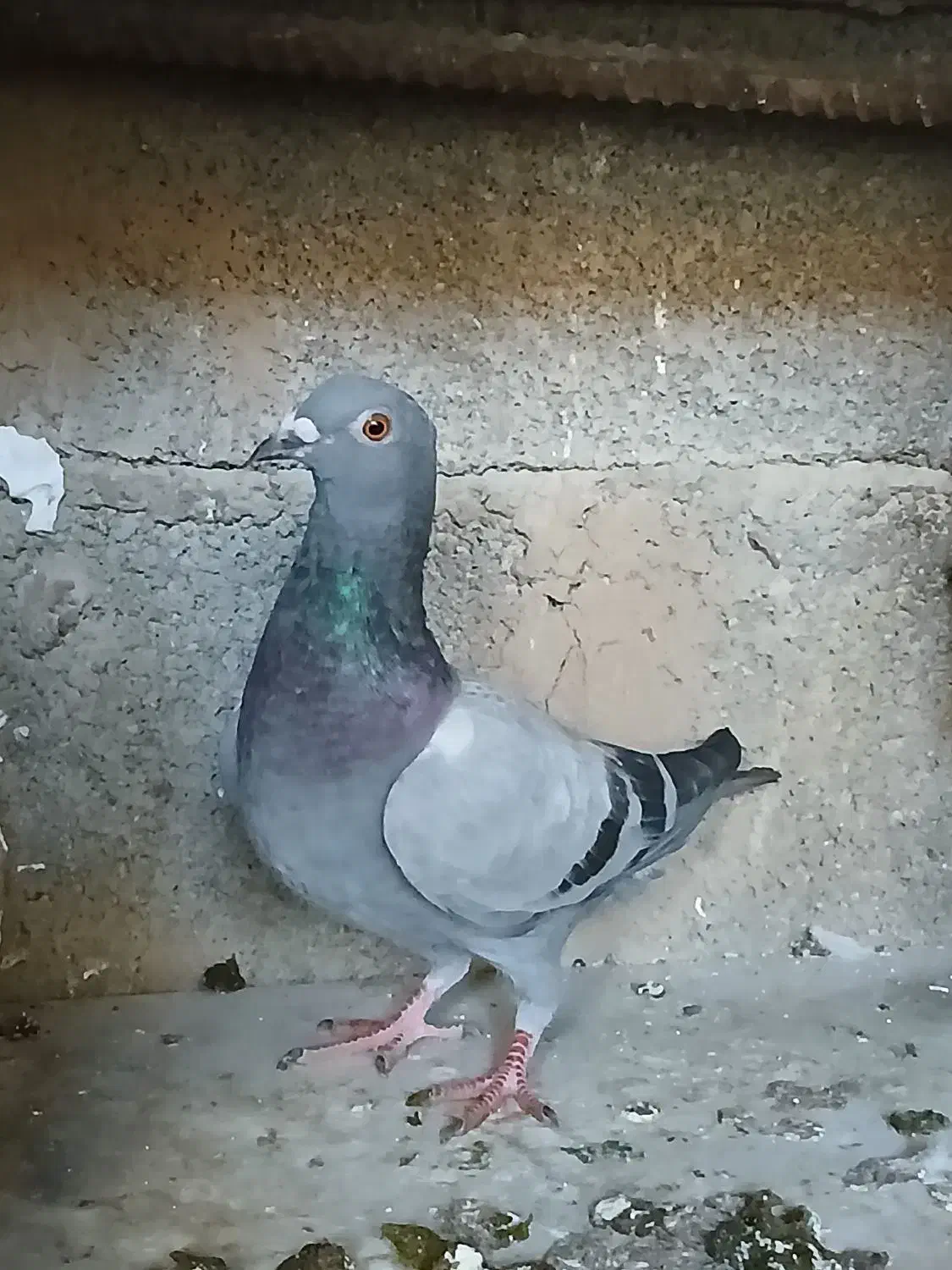 کبوترسبر|پرنده|مینودشت, |دیوار