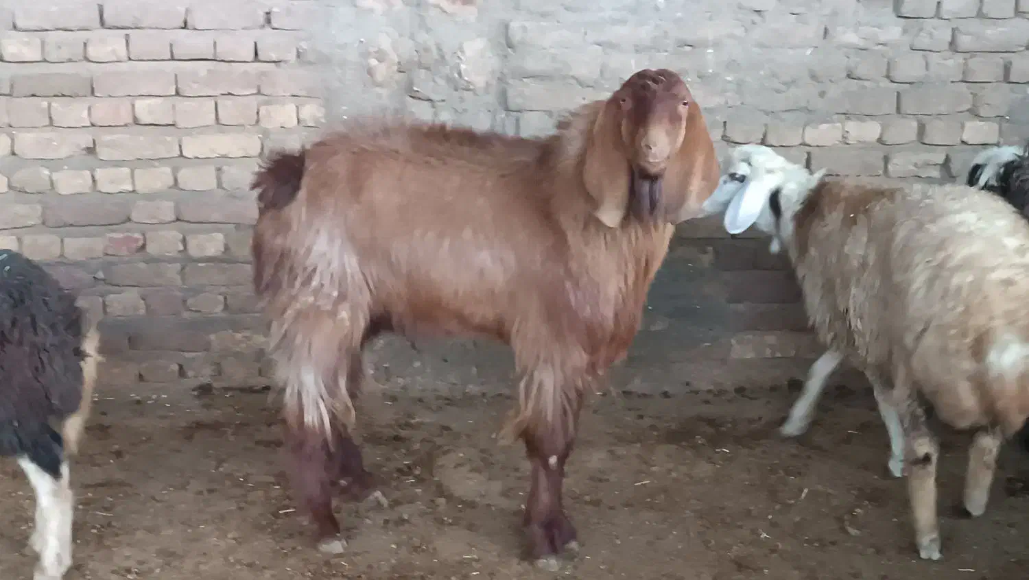 بز نرداشتی|حیوانات مزرعه|بیرانوند, |دیوار