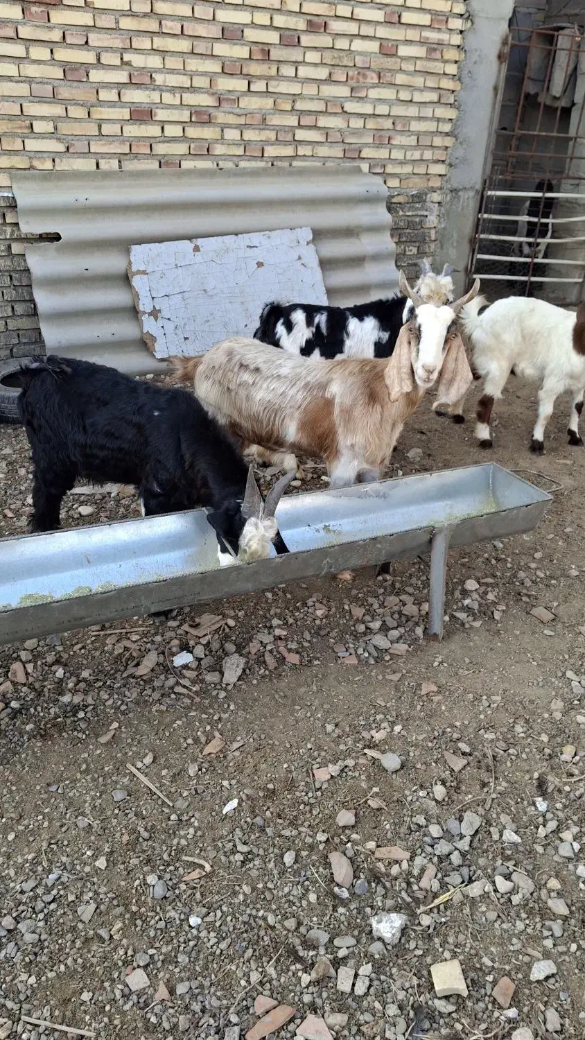 بز پاکستانی از تکه درآمده ودوبزغاله دقلو چاق|حیوانات مزرعه|گنبد کاووس, |دیوار