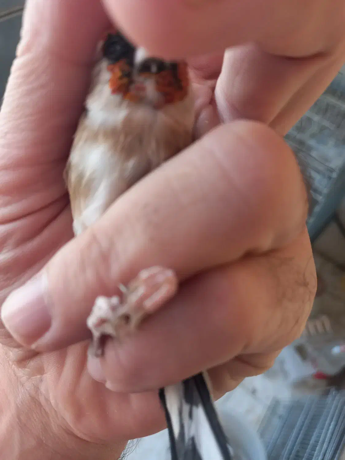 سهره نر وماده چونه سفید جفتی|پرنده|پردیس, فاز ۸|دیوار