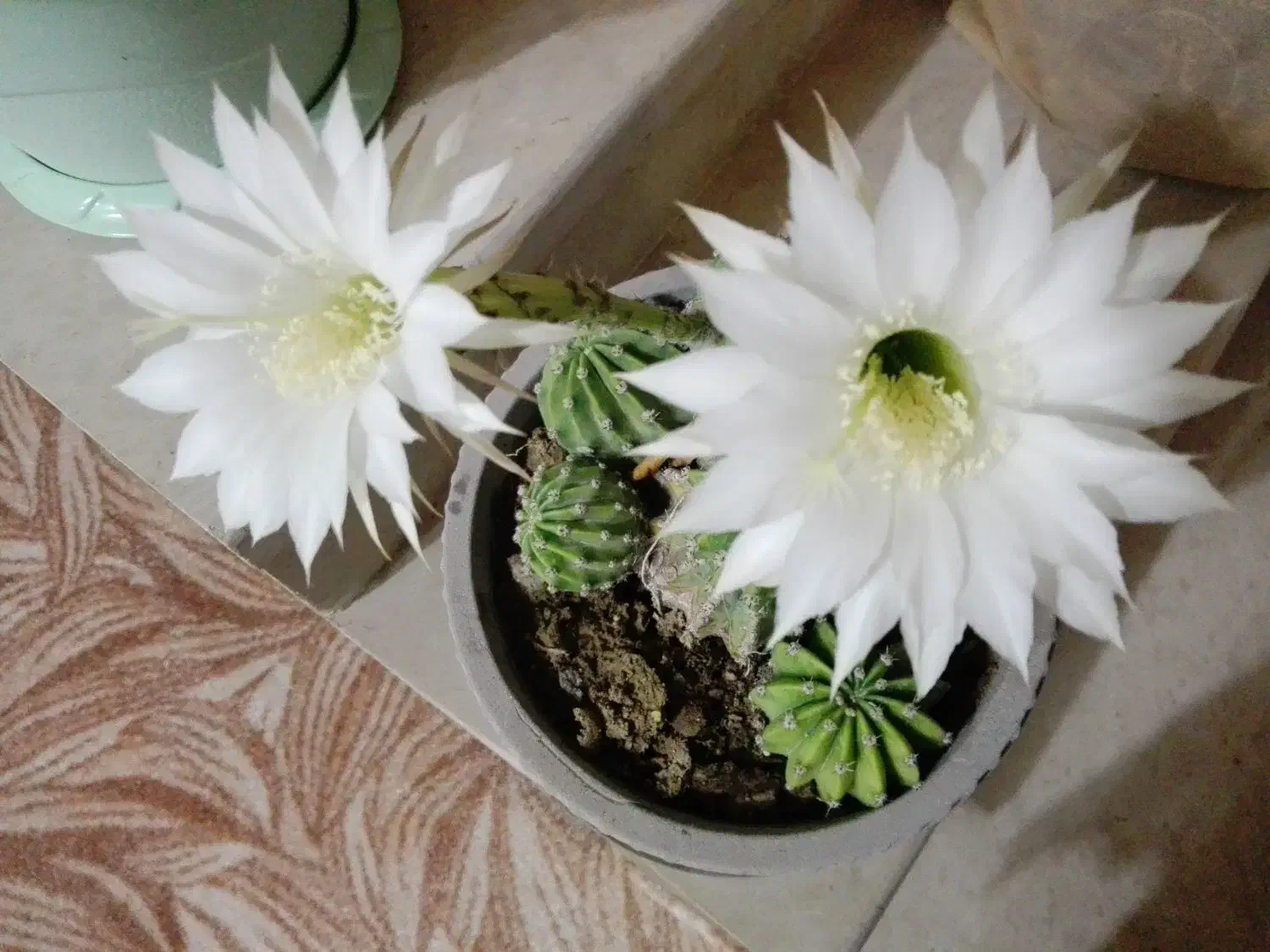 تعدادی گلدان کاکتوس و سانسوریا برای فروش|گل و گیاه طبیعی|بندر گناوه, |دیوار