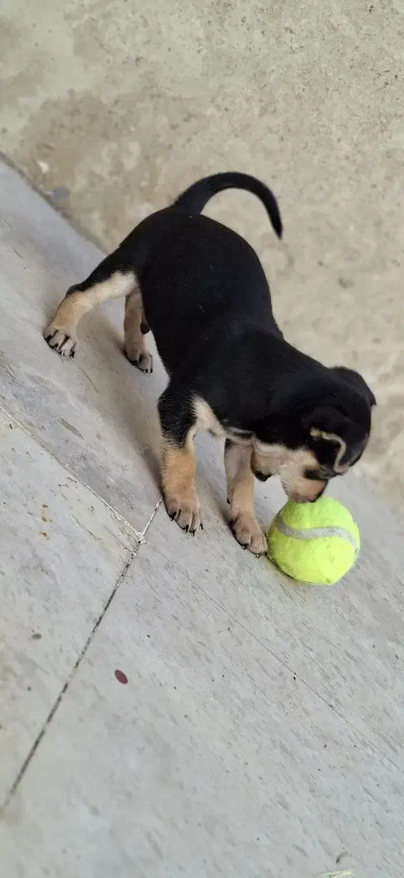 سگ دوبرمن مینیاتوری پینچر|سگ|کرمانشاه, |دیوار