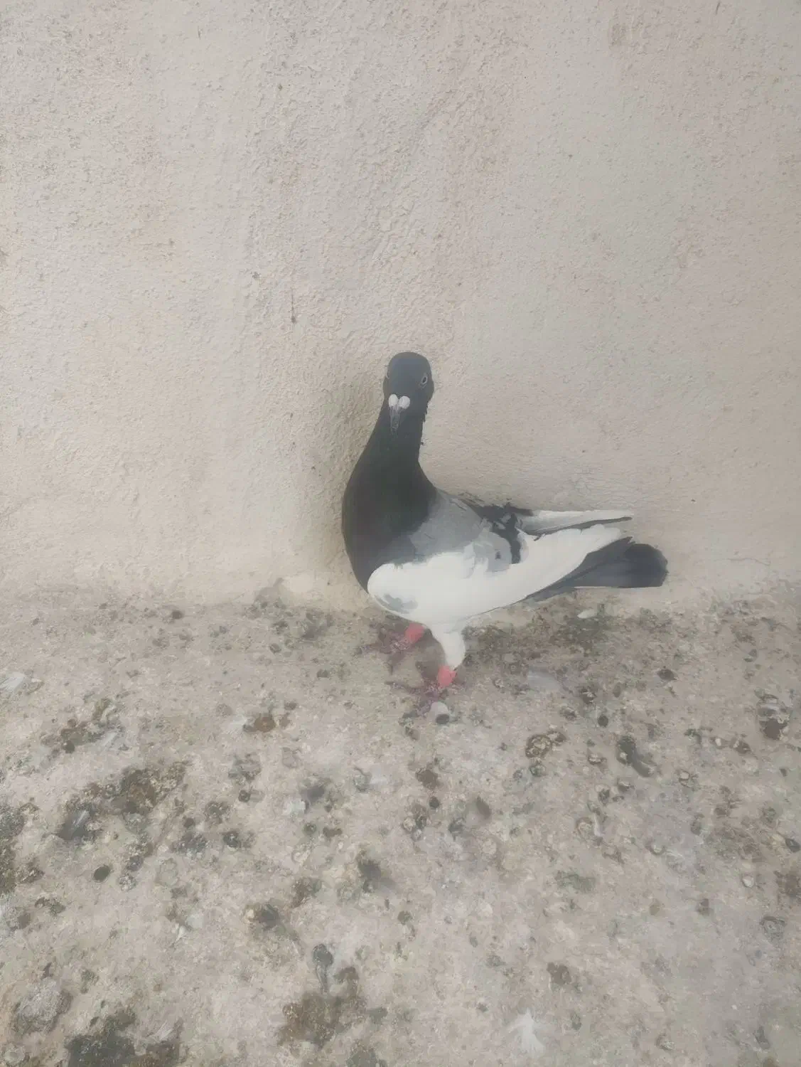 کفتر|پرنده|شیراز, جرسقان|دیوار