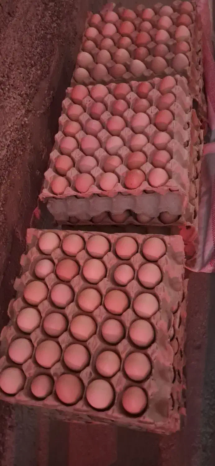 تخم مرغ محلی گلپایگان ارگانیک( سرشار از ای سلنیوم)|خوردنی و آشامیدنی|هشتگرد, هشتگرد قدیم|دیوار