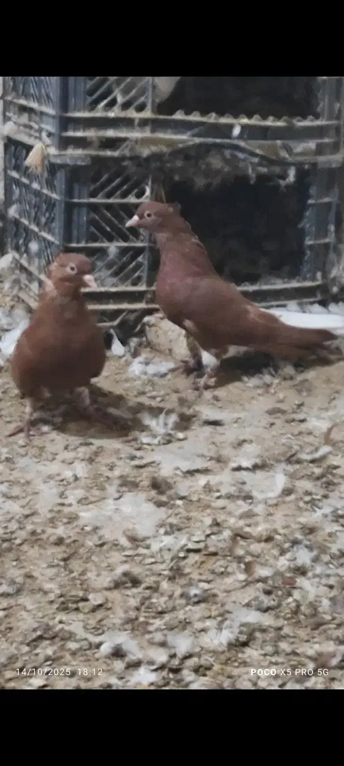 کبوتر رنگی    عقیلی|پرنده|گتوند, |دیوار