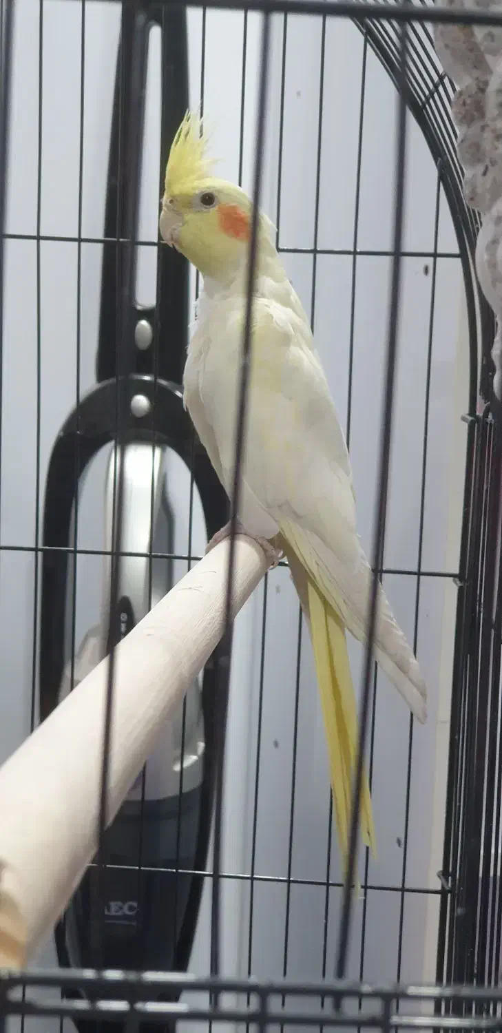 عروس هلندی|پرنده|پاکدشت, خاتون آباد|دیوار